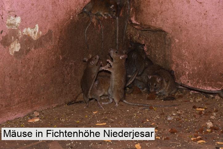 Mäuse in Fichtenhöhe Niederjesar